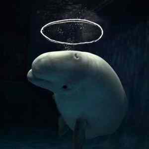 Obrázek 'Saint dolphin'