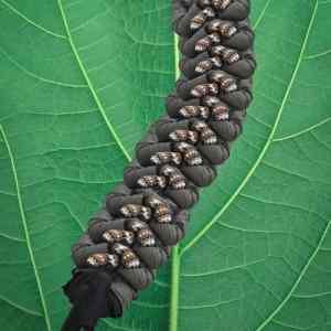 Obrázek 'Sanderpillar'