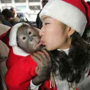 Obrázek 'Santa ma opici'