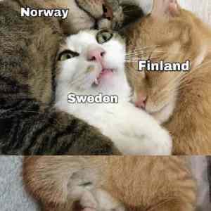 Obrázek 'Scandinavian cats'