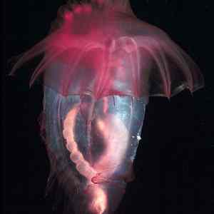 Obrázek 'Sea Animal'