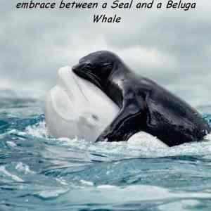 Obrázek 'Seal and Beluga'