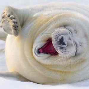 Obrázek 'Seal smiling'