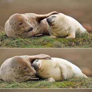 Obrázek 'Seals love'
