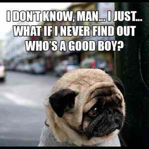 Obrázek 'Self-Reflective&nbsp;Pugs'