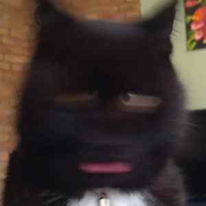 Obrázek 'Shaky Pic'