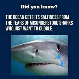 Obrázek 'Shark week is right around the corner - here is a shark fact - 22-06-2012'
