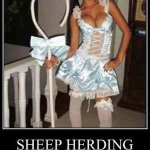 Obrázek 'Sheep Herding'
