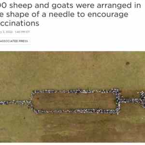 Obrázek 'Sheeps'