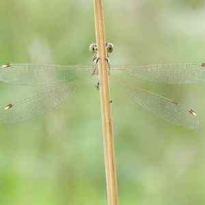 Obrázek 'Sirokouhle&nbsp;oci'