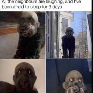 Obrázek 'Skinhead dog'
