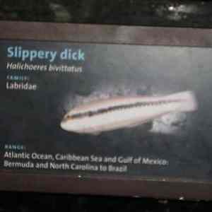 Obrázek 'Slippery Dick'