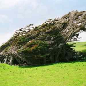 Obrázek 'Slope&nbsp;Point&nbsp;Novy&nbsp;Zeland'