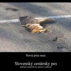 Obrázek 'Slovensky cestarsky pes'