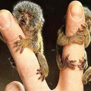 Obrázek 'Smallest Monkey in the World2'