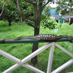 Obrázek 'Snake 01-03-2012'