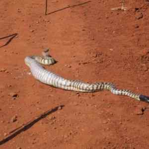 Obrázek 'Snake Eat Whole Lizard 3'