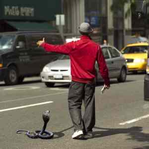 Obrázek 'Snakes&nbsp;Day&nbsp;Out3'