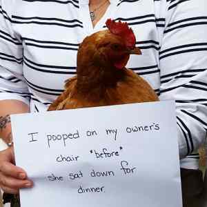 Obrázek 'So -Chicken Shaming- Is Now a Thing. . . '