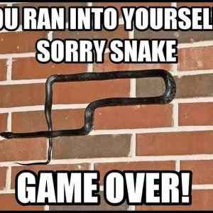 Obrázek 'Sorry snake  '