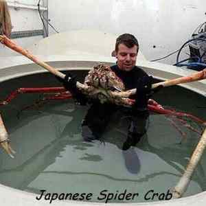 Obrázek 'SpiderCrab'