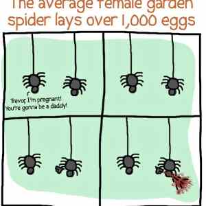 Obrázek 'Spider Pregnancy 21-12-2011'