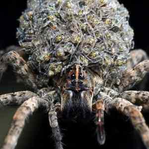 Obrázek 'Spidermom'