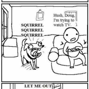 Obrázek 'Squirrel'