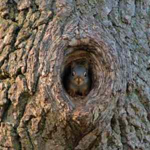 Obrázek 'Squirrel cavity'