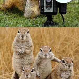 Obrázek 'Squirrel photographer'