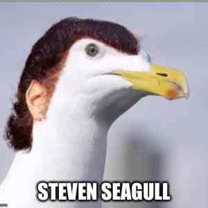Obrázek 'Steven Seagull'