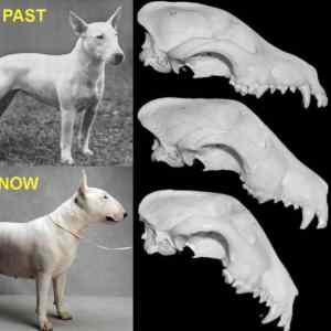 Obrázek 'Sto let slechteni'