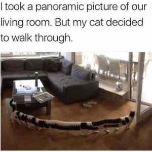 Obrázek 'Stretching cat'