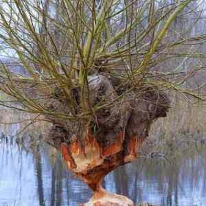Obrázek 'Survived the beaver'