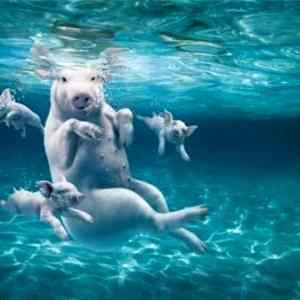 Obrázek 'Swimming Pigs'