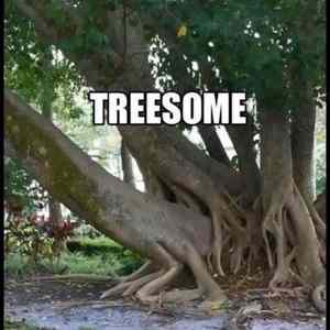 Obrázek 'TREEsome'