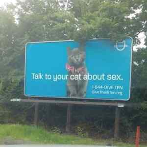 Obrázek 'Talk To Your Cat2422'