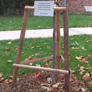 Obrázek 'Tento&nbsp;strom'