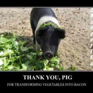 Obrázek 'Thank you pig'