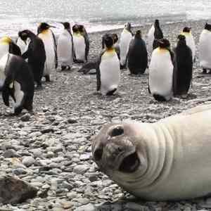 Obrázek 'The-Ultimate-Animal-Photobomb'
