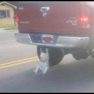 Obrázek 'ThePerfectAccessory'