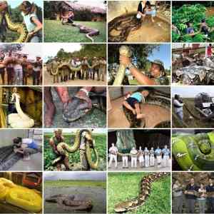 Obrázek 'The Biggest Snakes On The Planet'