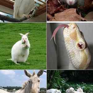 Obrázek 'The Cutest Albino Animals'