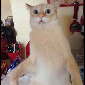 Obrázek 'The&nbsp;Face&nbsp;When&nbsp;You&nbsp;Meowed&nbsp;Back'