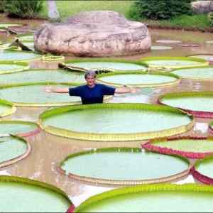 Obrázek 'The Largest Water Lily in the World'