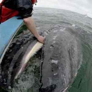 Obrázek 'The Most Friendly Whales in the World'