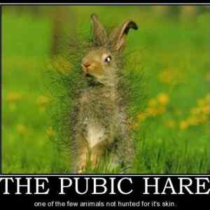 Obrázek 'The Pubic Hare'