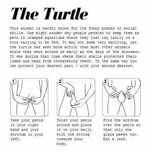 Obrázek 'The Turtle'