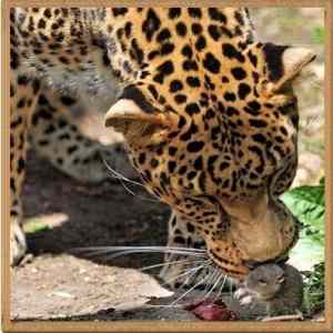 Obrázek 'The&nbsp;Worlds&nbsp;Bravest&nbsp;Mouse'