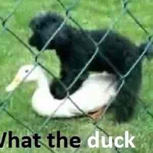Obrázek 'The duck 131111'